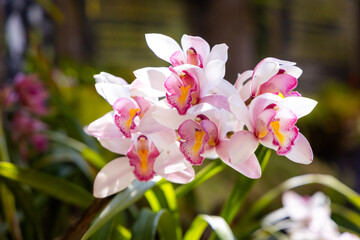 Cymbidium Orchids (corsage orchid) flowers blooming in the garden.