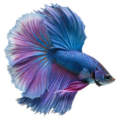 Fototapeta premium Blue and Purple Siamese Fighting Fish: A vibrant Siamese fighting fish with iridescent blue and purple fins displays its stunning beauty. Its flowing fins create a captivating underwater spectacle.