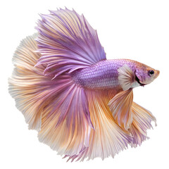 Fototapeta premium Pink and Orange Betta Fish: A vibrant pink and orange betta fish with flowing fins and a captivating gaze. its striking colors and intricate details create a stunning underwater spectacle. 