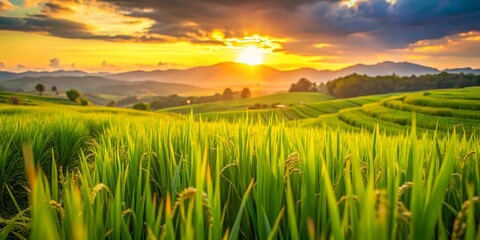 Stunning Bokeh Rice Paddy Landscape at Sunset - Golden Hour Photography