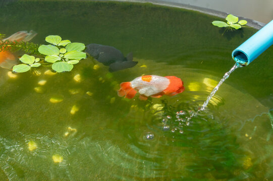 Goldfish in aquarium fish pond close up