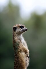 Fototapeta premium Keeping Watch