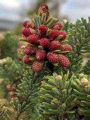 Fototapeta premium Close up of flowering tree branch of Nordmann fir or Abies nordmanniana with new fresh female cones among green needles outdoors at spring day. vertical natural background, macro shot, shallow focus.