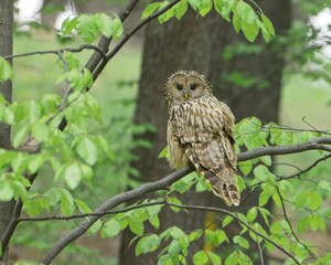 Ural Owl (Strix uralensis) Perched on a Branch
