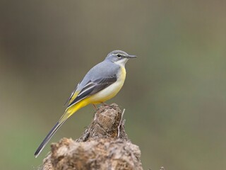 Obraz premium Grey Wagtail (Motacilla cinerea) Perched on a Wooden Stump