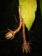 The Buds of Midnight Flower at Night