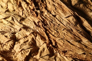 Dried tobacco leaves as background, closeup view