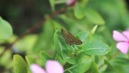 Butterfly Chestnut Bob, Iambrix salsala, mating, green background.