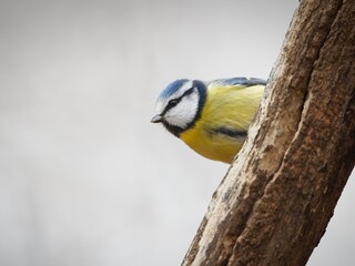 Blue Tit Perched on a Thick Branch
