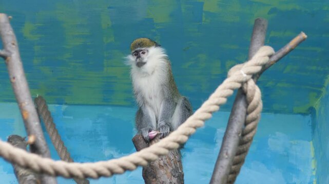 close up african grivette monkey sitting on tree branch in zoo enclosure, monkey in zoo