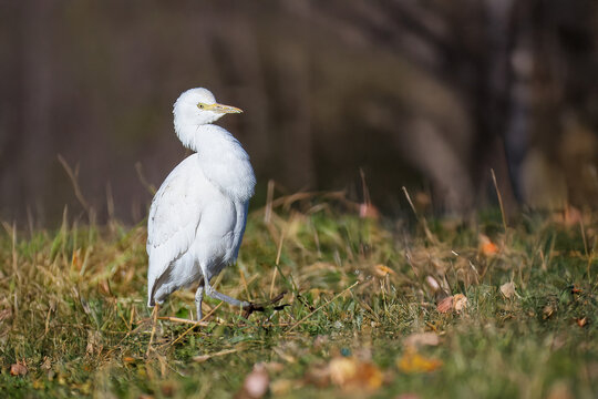  Un airone guardabuoi (Bubulcus ibis) vaga in un campo incolto alla ricerca di piccole prede da mangiare.