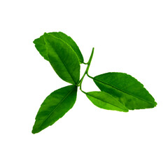 Obraz premium green leaves isolated on white background