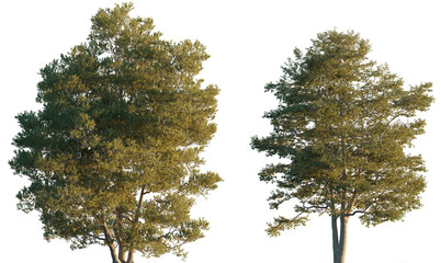 Alnus glutinosa big tree isolated png on a transparent background premium cutout (common, black,...