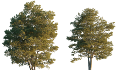 Alnus glutinosa big tree isolated png on a transparent background premium cutout (common, black, European alder)