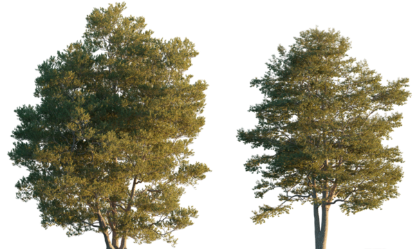 Alnus glutinosa big tree isolated png on a transparent background premium cutout (common, black, European alder)
