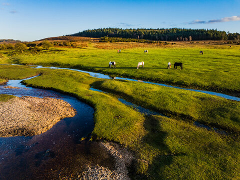 Aerial shot of river system and grazing ponies in the New Forest national park, UK