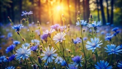 Fototapeta premium Vintage Chicory Flowers in Forest Glade - Rustic Blue Wildflowers Meadow