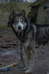 siberian husky dog