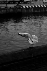 seagull in flight