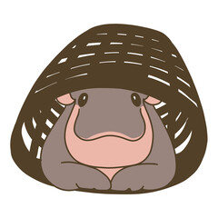 Cute Pygmy Hippo