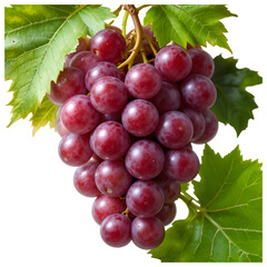 Fototapeta premium Grapes Leaves isolated on white background 