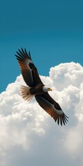 Majestic eagle soaring gracefully above fluffy white clouds in a clear blue sky, wildlife, elegance, eagle