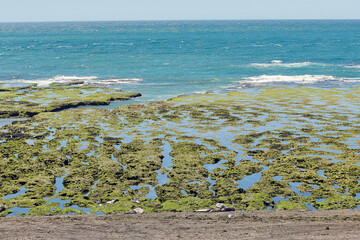 osean and lobos marinos
