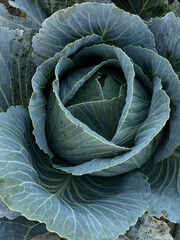 Obraz premium cabbage in the garden