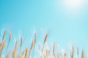 Obraz premium Golden wheat field swaying under clear blue sky.