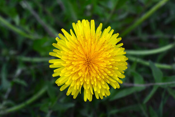 Bright Yellow Dandelion macro top view