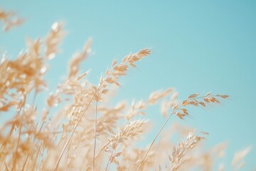 Fototapeta premium Golden wheat field swaying under clear blue sky.