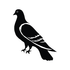 Pigeon illustration vector on white background.