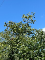 Maronenbaum
