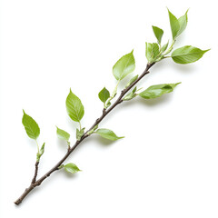 Obraz premium The branch of a tree in spring