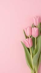 Fototapeta premium Fresh pink tulips with green leaves on soft pink background evoke sense of tranquility and beauty