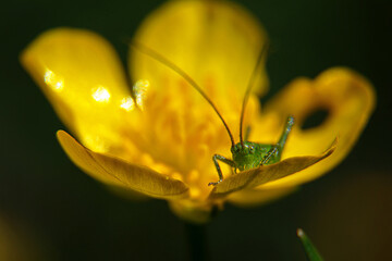 Closeup of a green grasshopper ( Tettigonia viridissima ) sitting on a buttercup flower  ( Ranunculus repens )