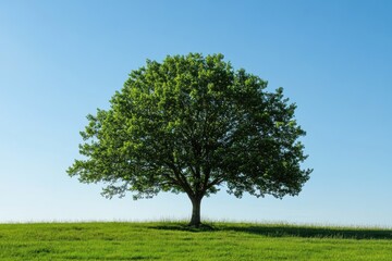 Obraz premium Exquisite tree silhouette on pristine backdrop showcasing nature's beauty for eco-friendly designs and projects