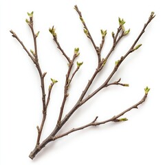 Fototapeta premium Blooming Branches on Tree