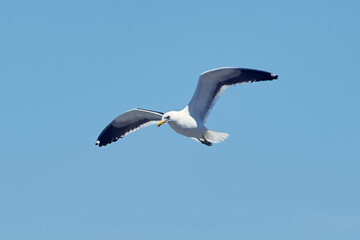 seagull in flight
