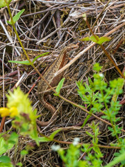 Female Common Lizard Basking on a Compost Heap