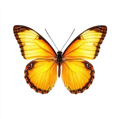Elegant butterfly with colorful spring wings in shades of yellow and orange isolated on white background 