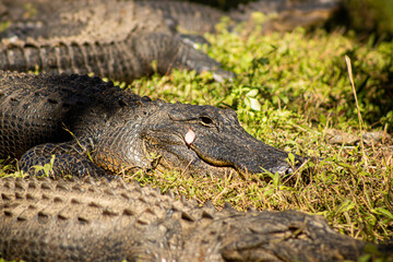 alligator in the grass