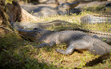 alligator in the grass