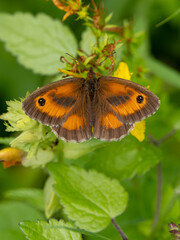 Gatekeeper Butterfly Basking on a Leaf