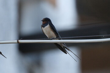Une hirondelle rustique posé sur un cable © Cyndie