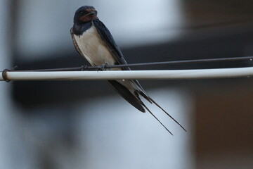 Une hirondelle rustique posé sur un cable © Cyndie