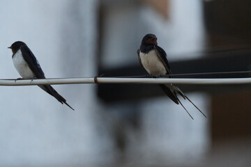 Une hirondelle rustique posé sur un câble © Cyndie