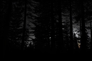 Fototapeta premium forest in the fog