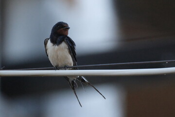 Une hirondelle rustique posé sur un cable © Cyndie