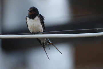 Une hirondelle rustique posé sur un cable © Cyndie